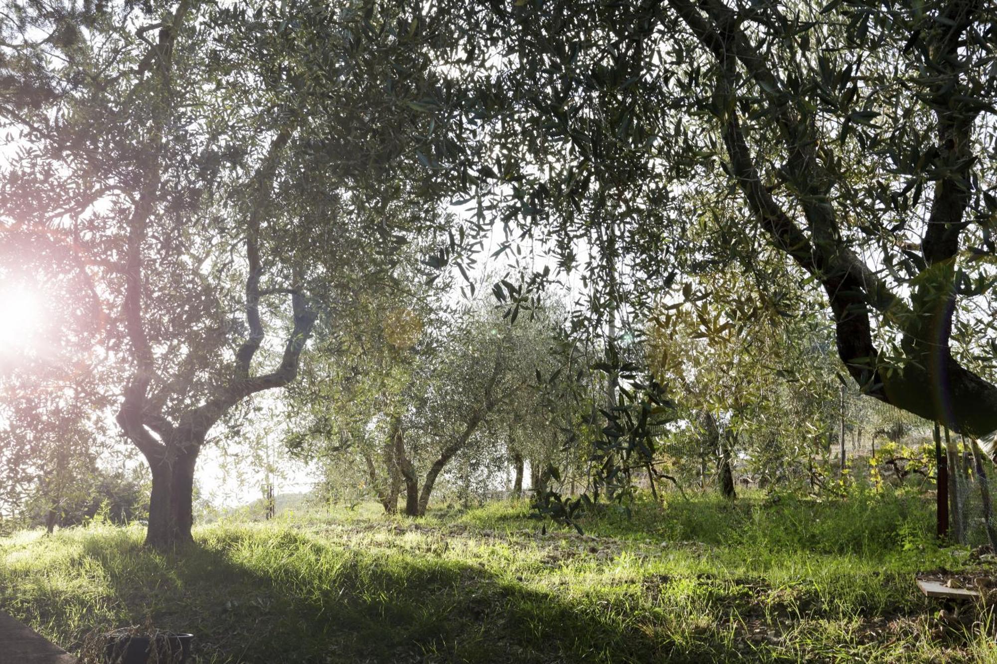 Country House Sofiavillas ガイオーレ・イン・キアンティ エクステリア 写真